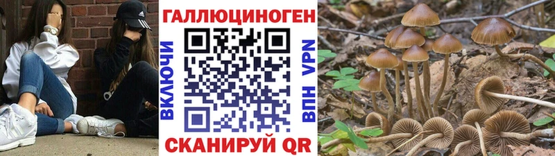 OMG сайт  купить наркоту  Киселёвск  Псилоцибиновые грибы MAGIC MUSHROOMS 